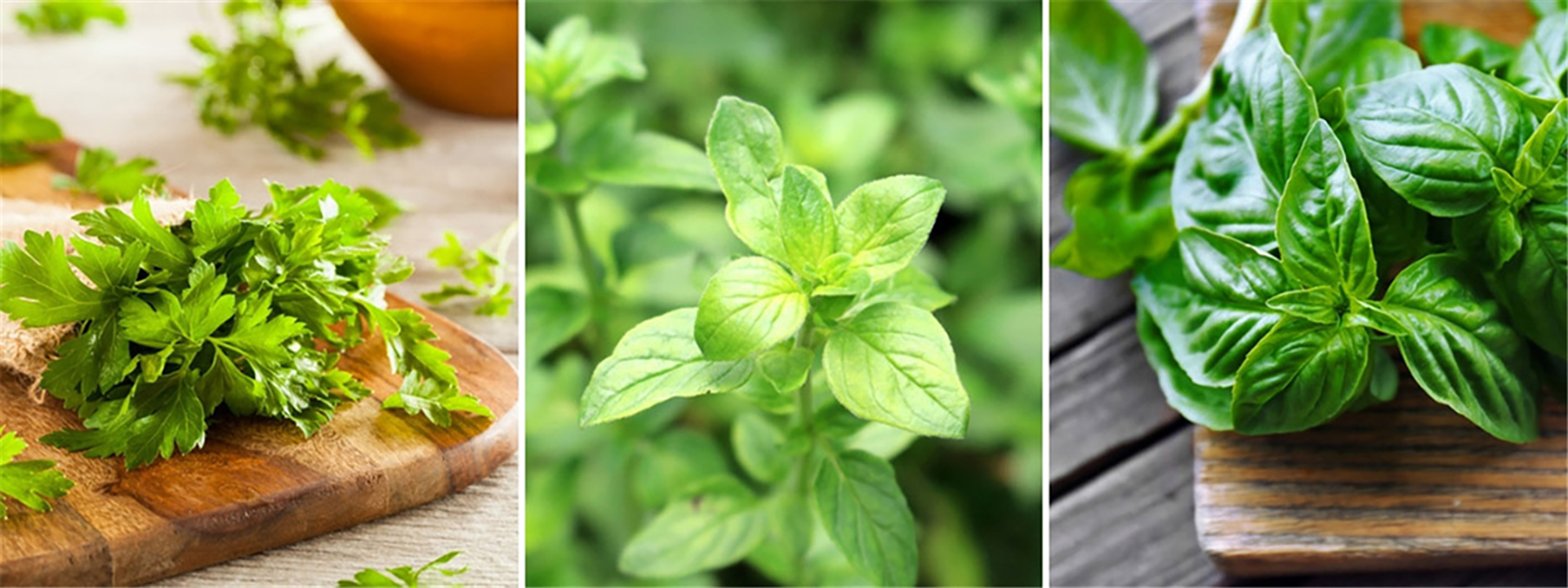 Herbs_Trowbridge-Garden-Centre